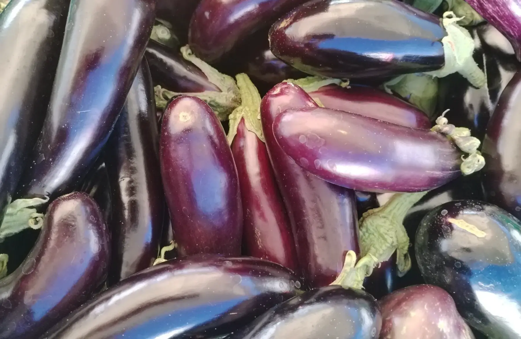Aubergines