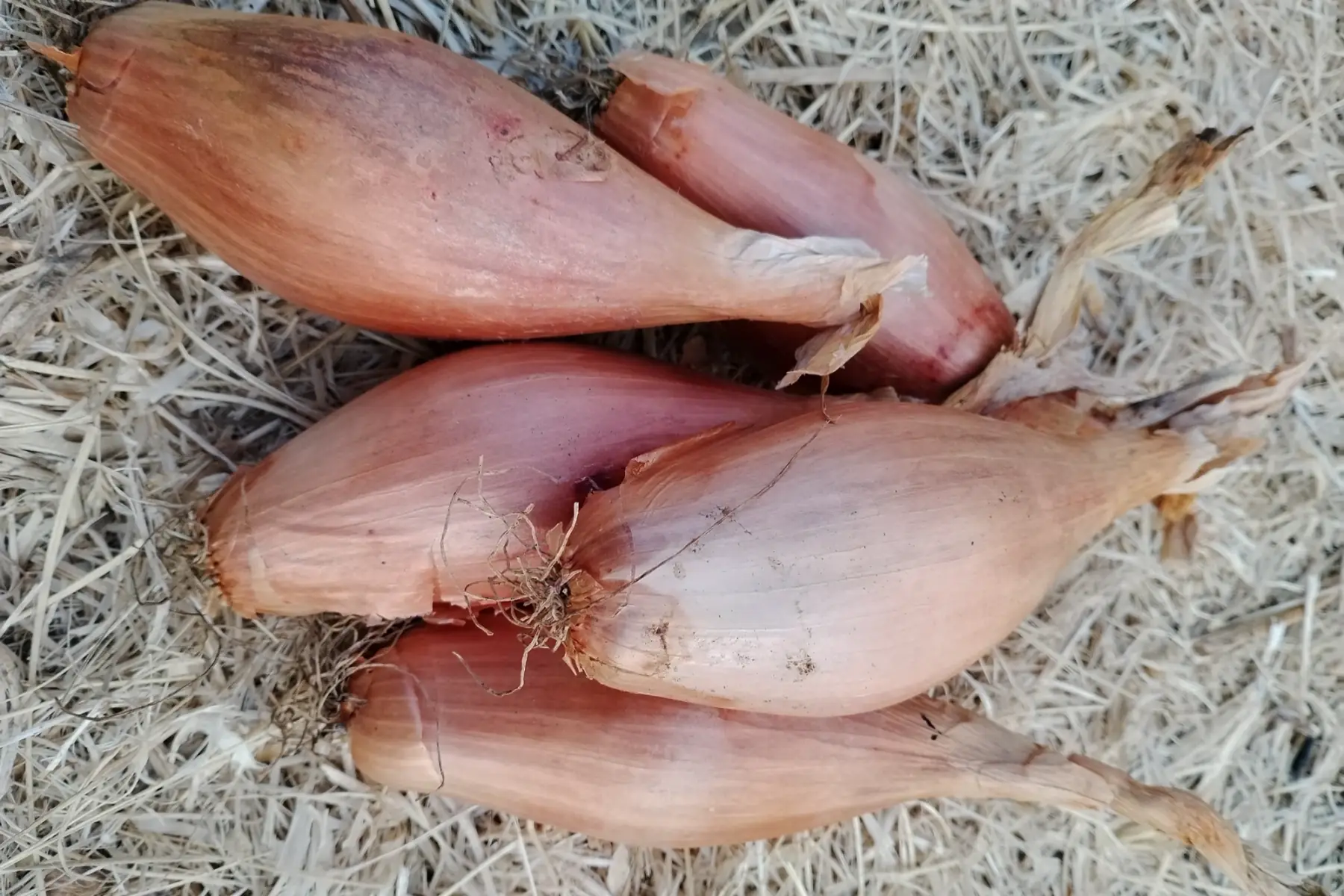 Echalion ou oignon cuisse de poulet