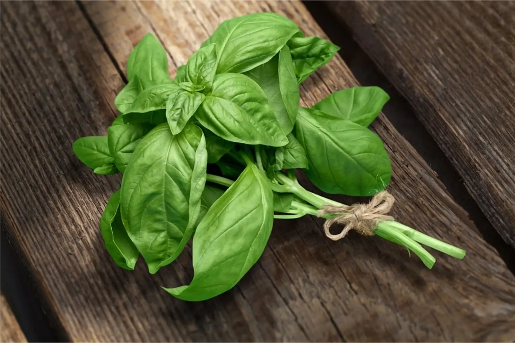 Botte de basilic