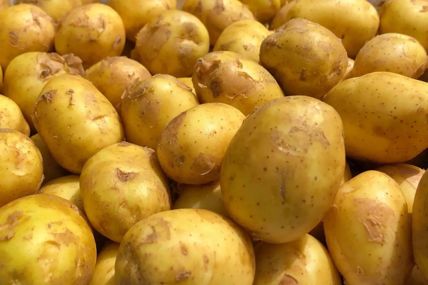 pomme de terre nouvelle