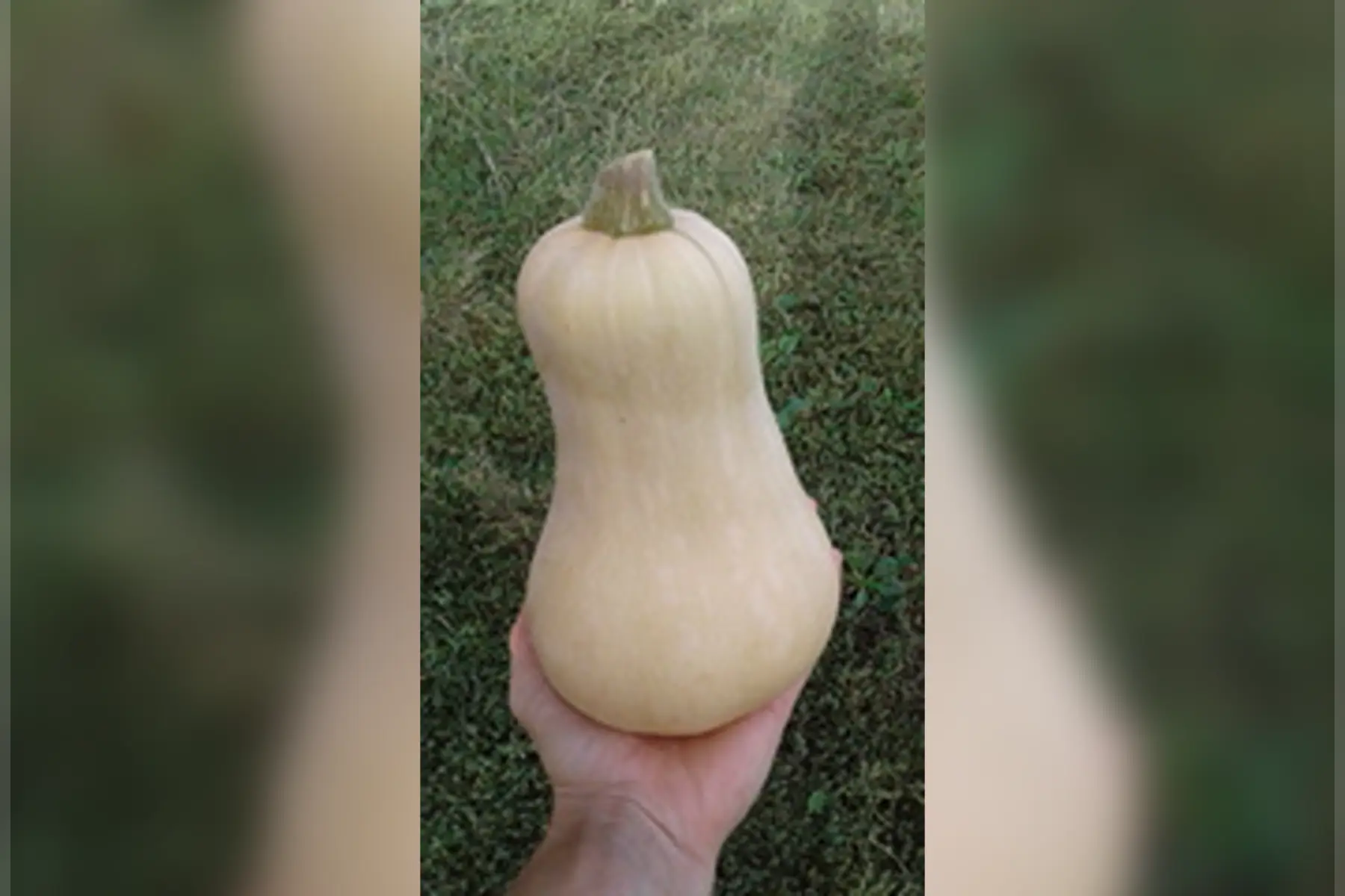 Butternut 1kg