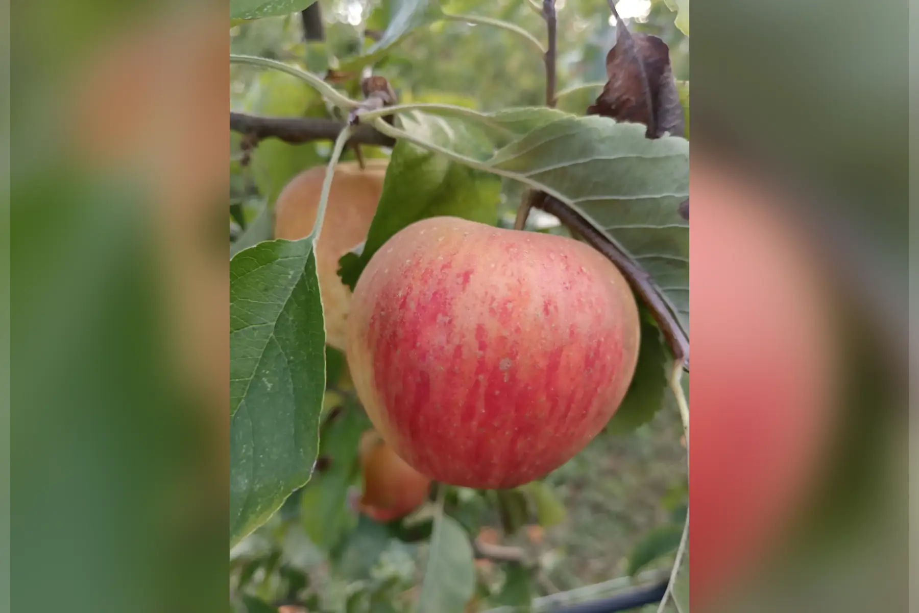 pommes ab chanteloup