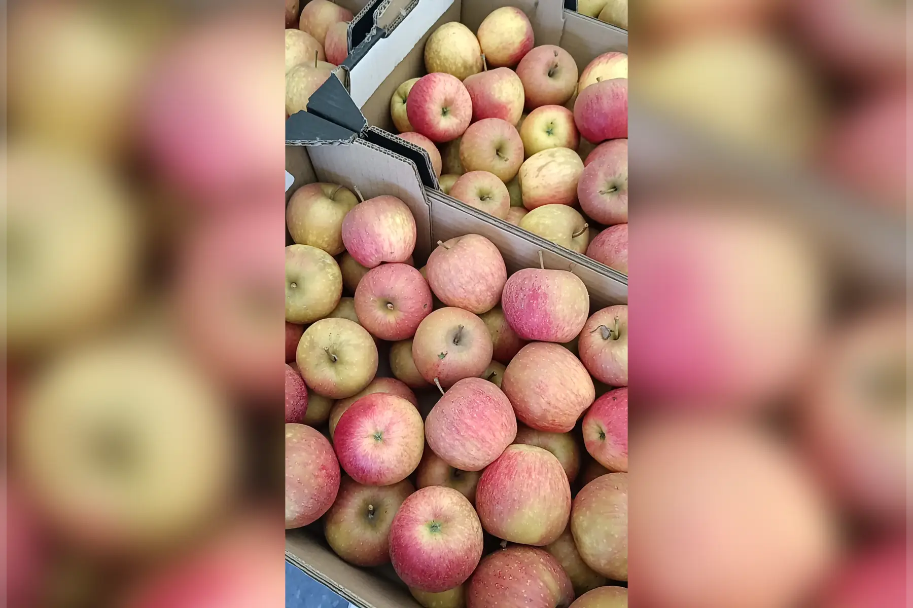 POMMES AB CHANTELOUP Cagette 8kg