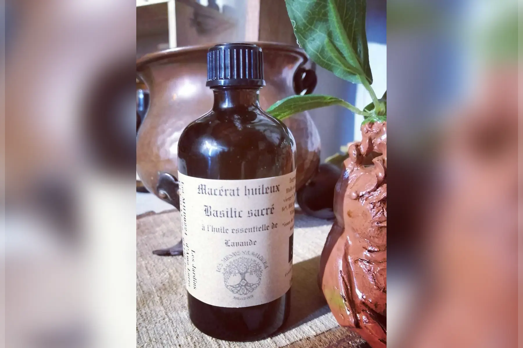 macérat huileux basilic sacré lavande