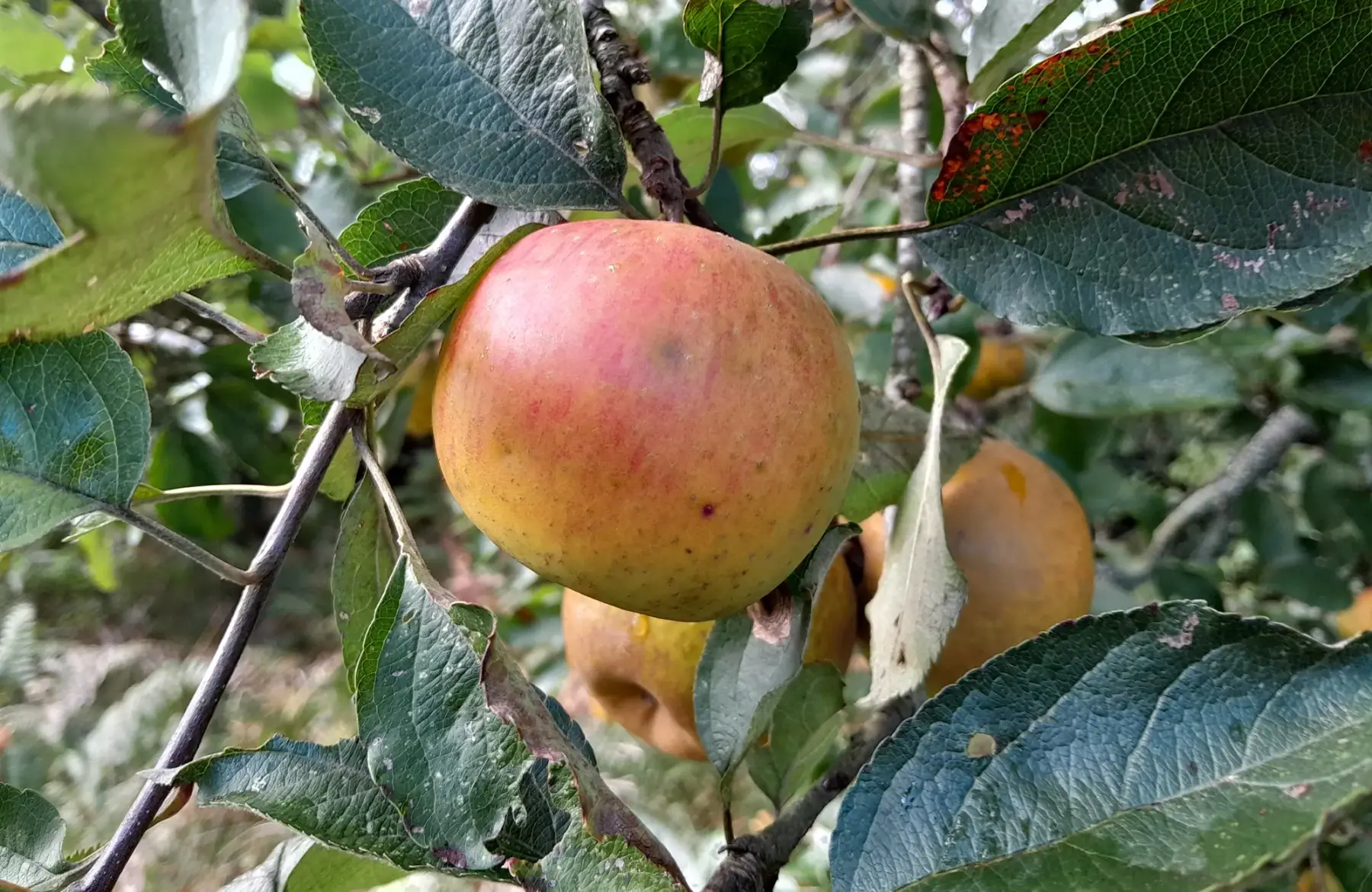 Pommes bio à croquer - Reinette de Saintonge - Croquante, sucrée et acidulée