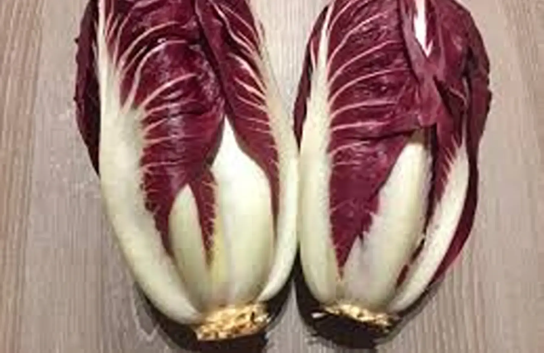 chicoree rouge trevise