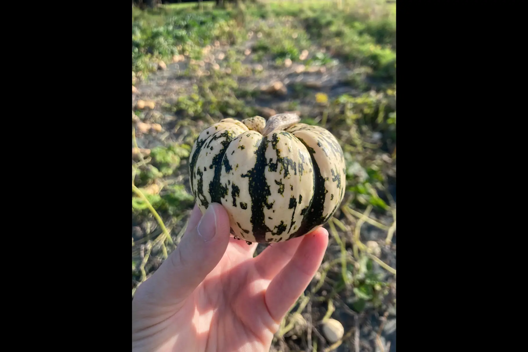 Courge sweet patidou