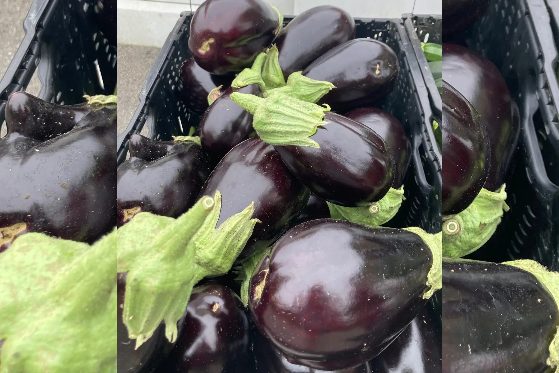 aubergine