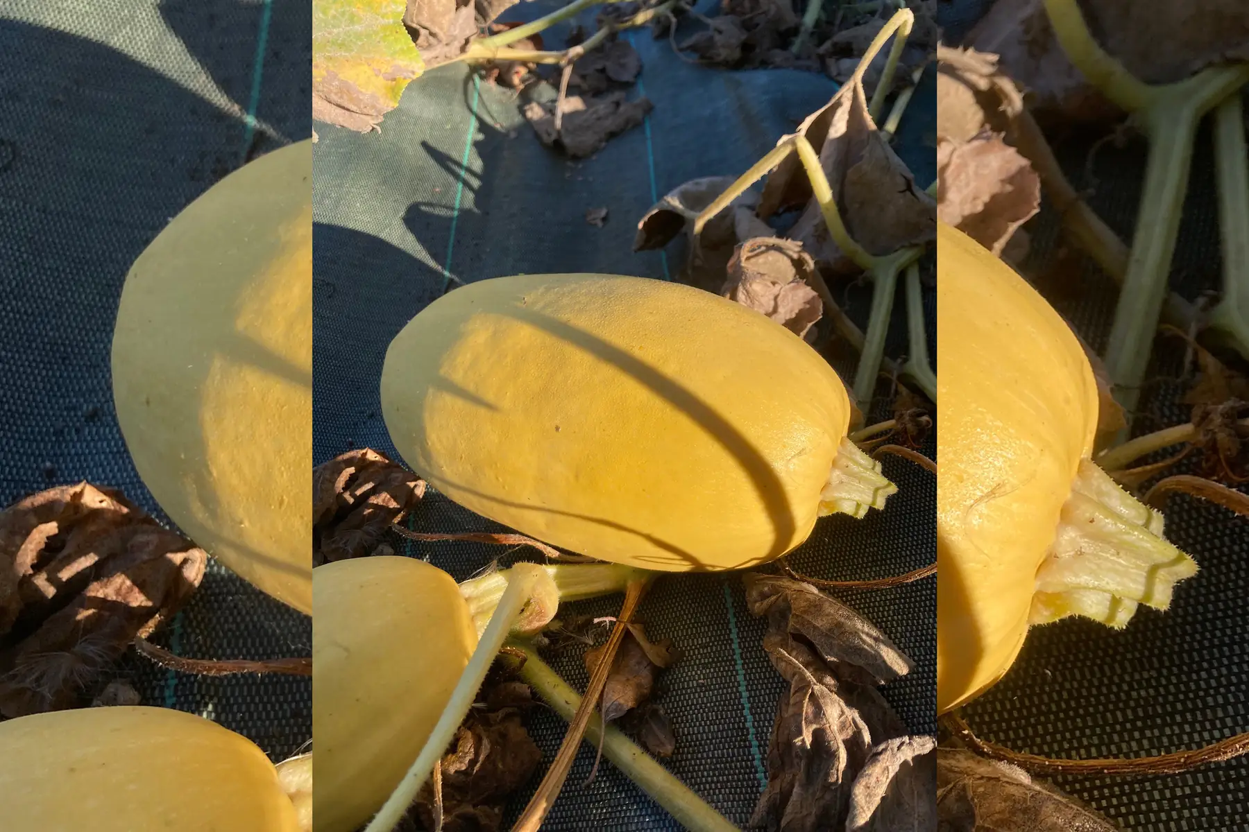 Courge spaghetti