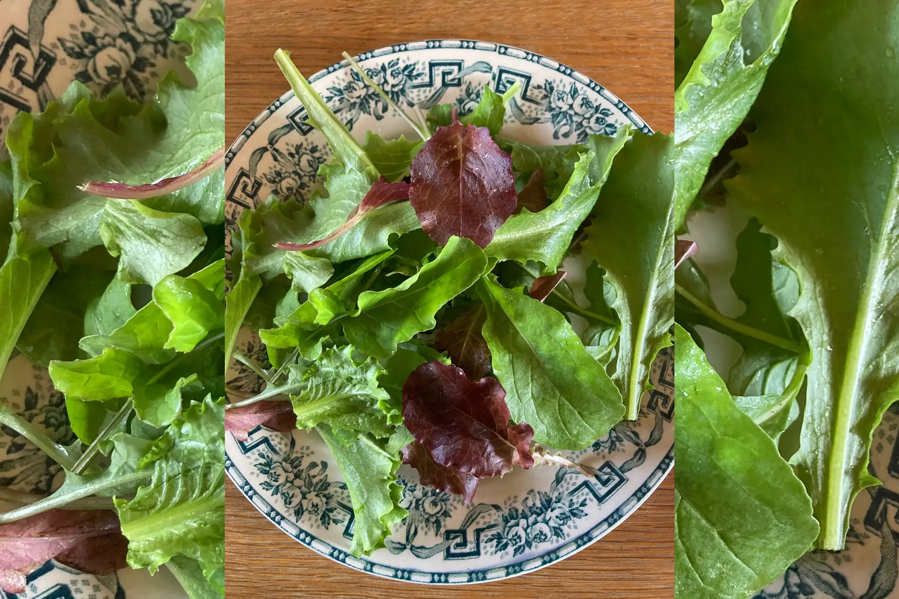 Jeunes pousses en mélange