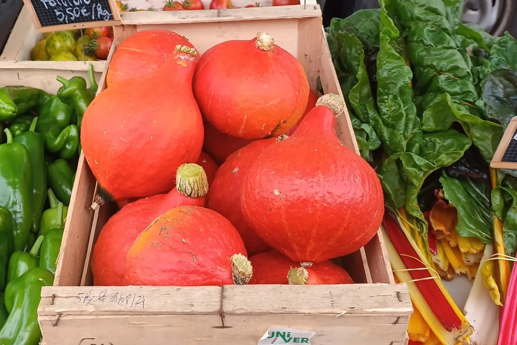Courge Potimarron