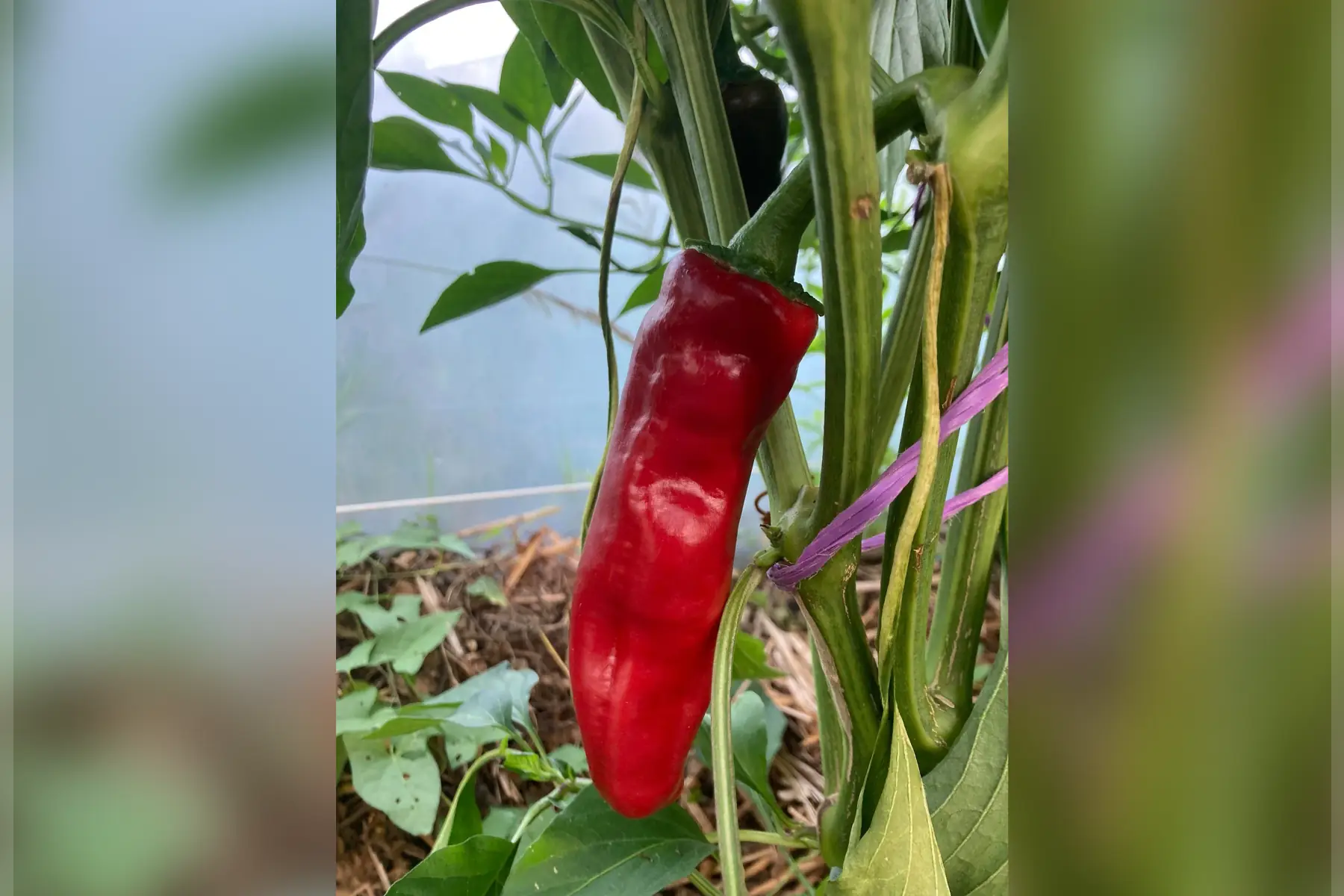 piment gorria dit d'espelette