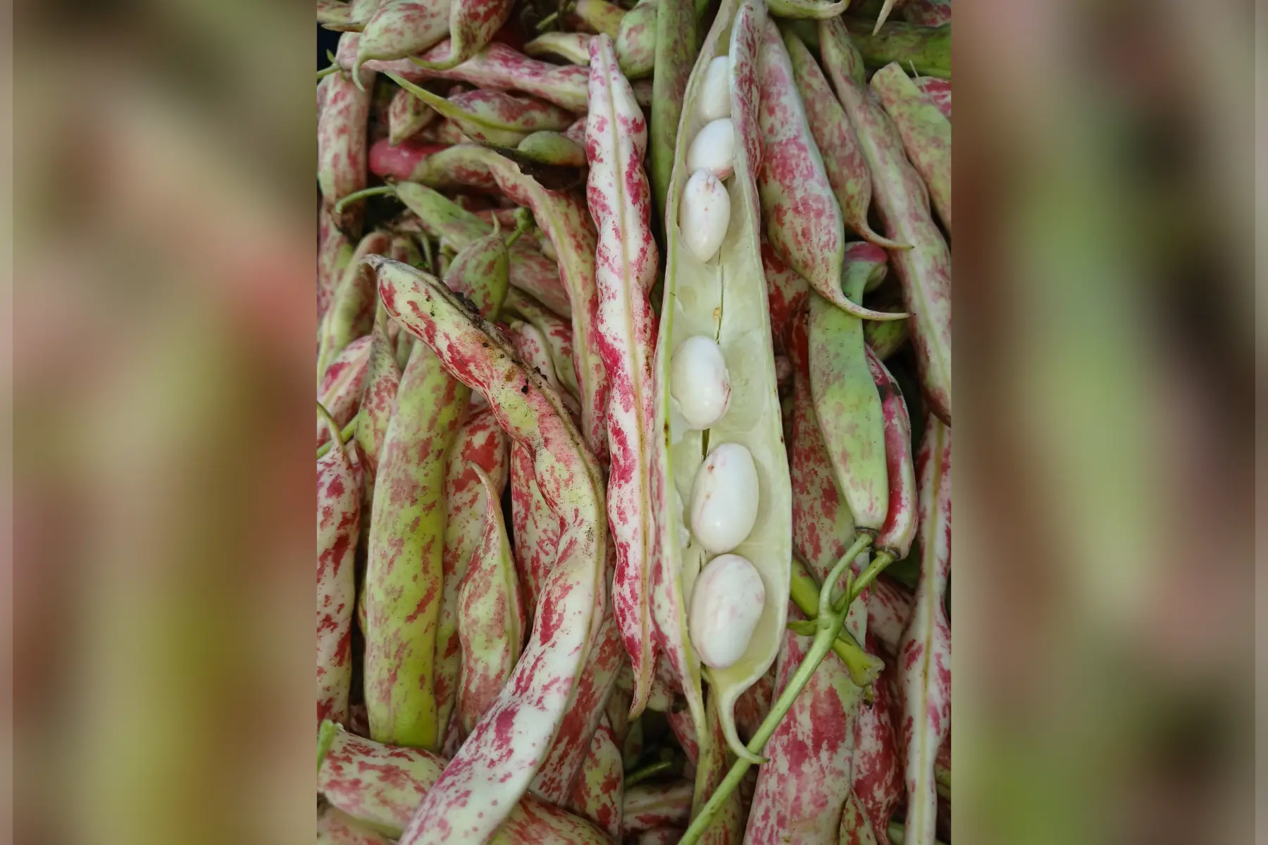 Haricots à écosser