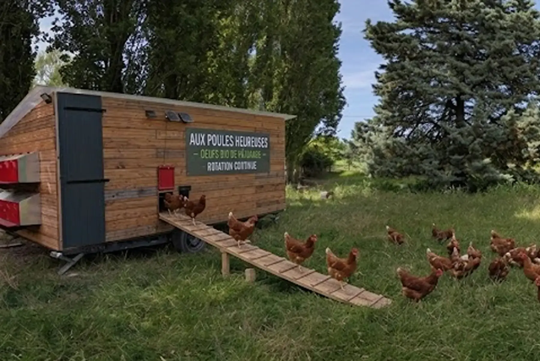 oeuf bio de paturage