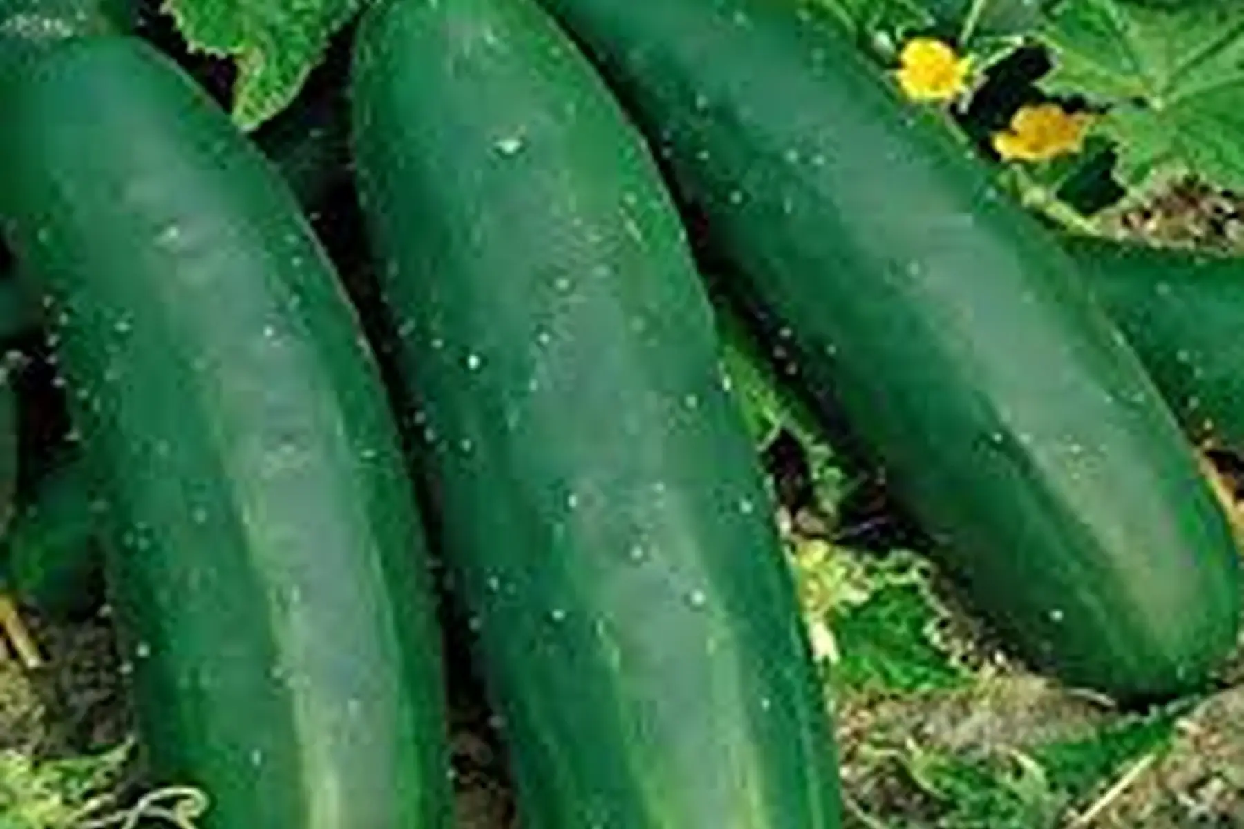 concombre court (non hybride)