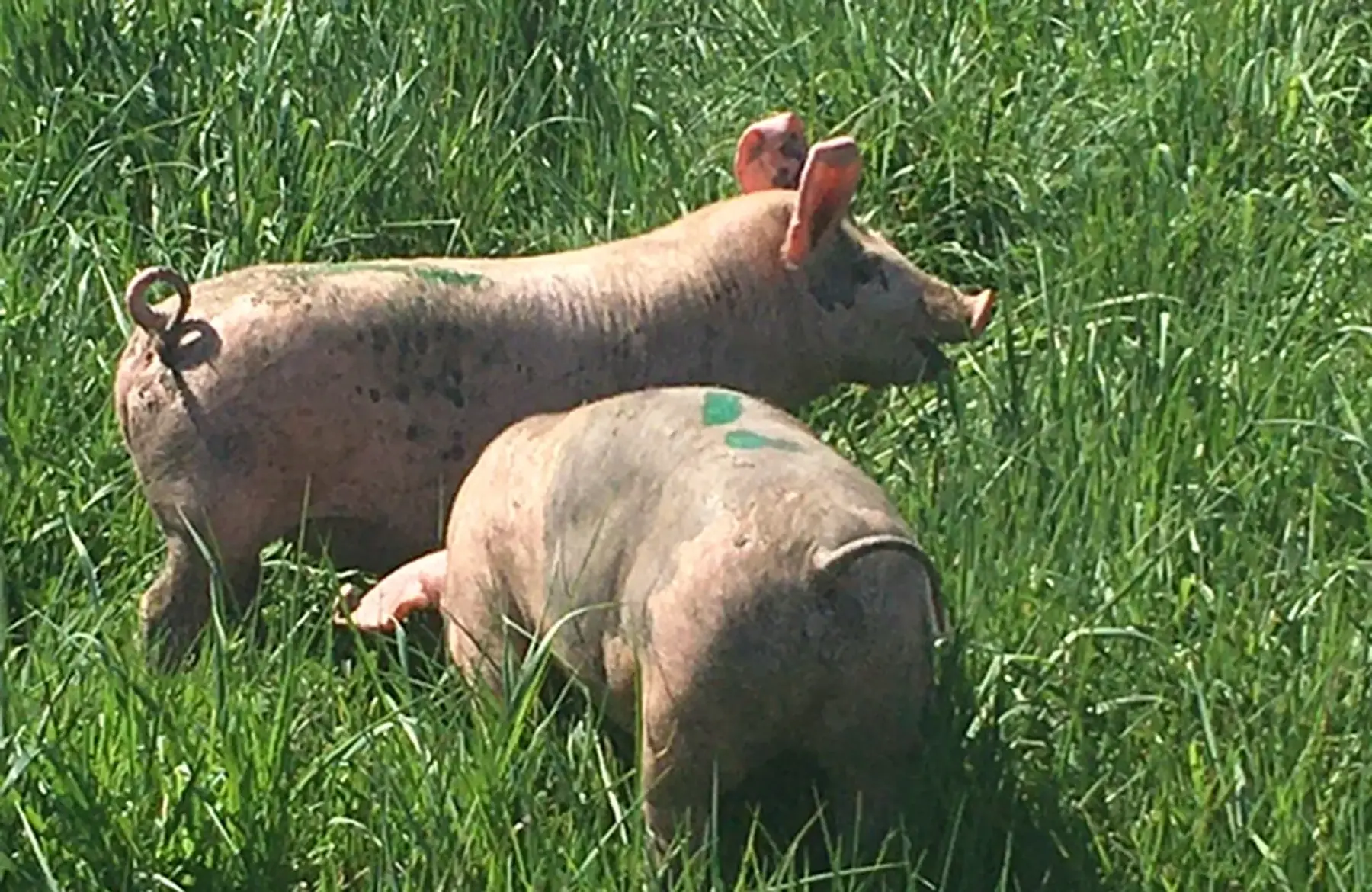 Colis de porc PRE-COMMANDE