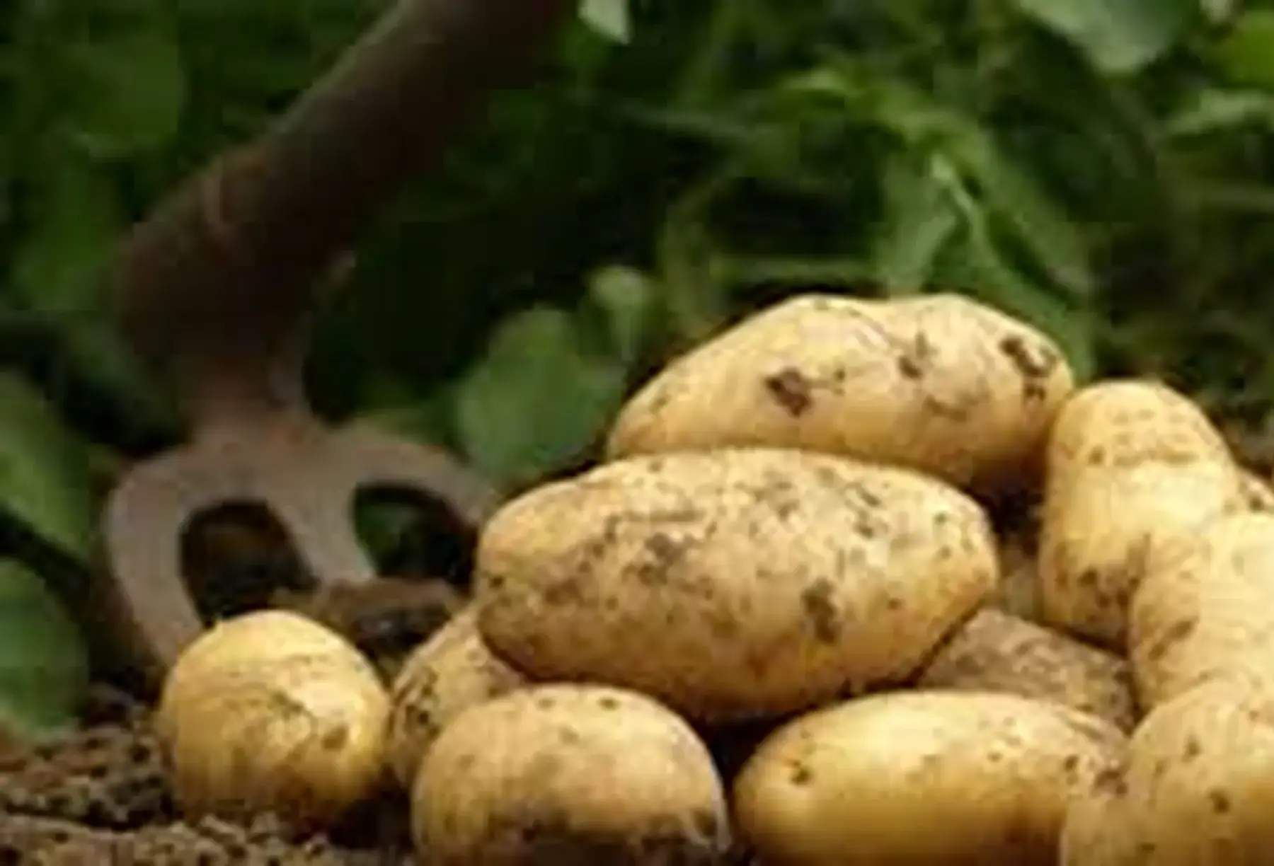 pomme de terre AGRIA (tendre)