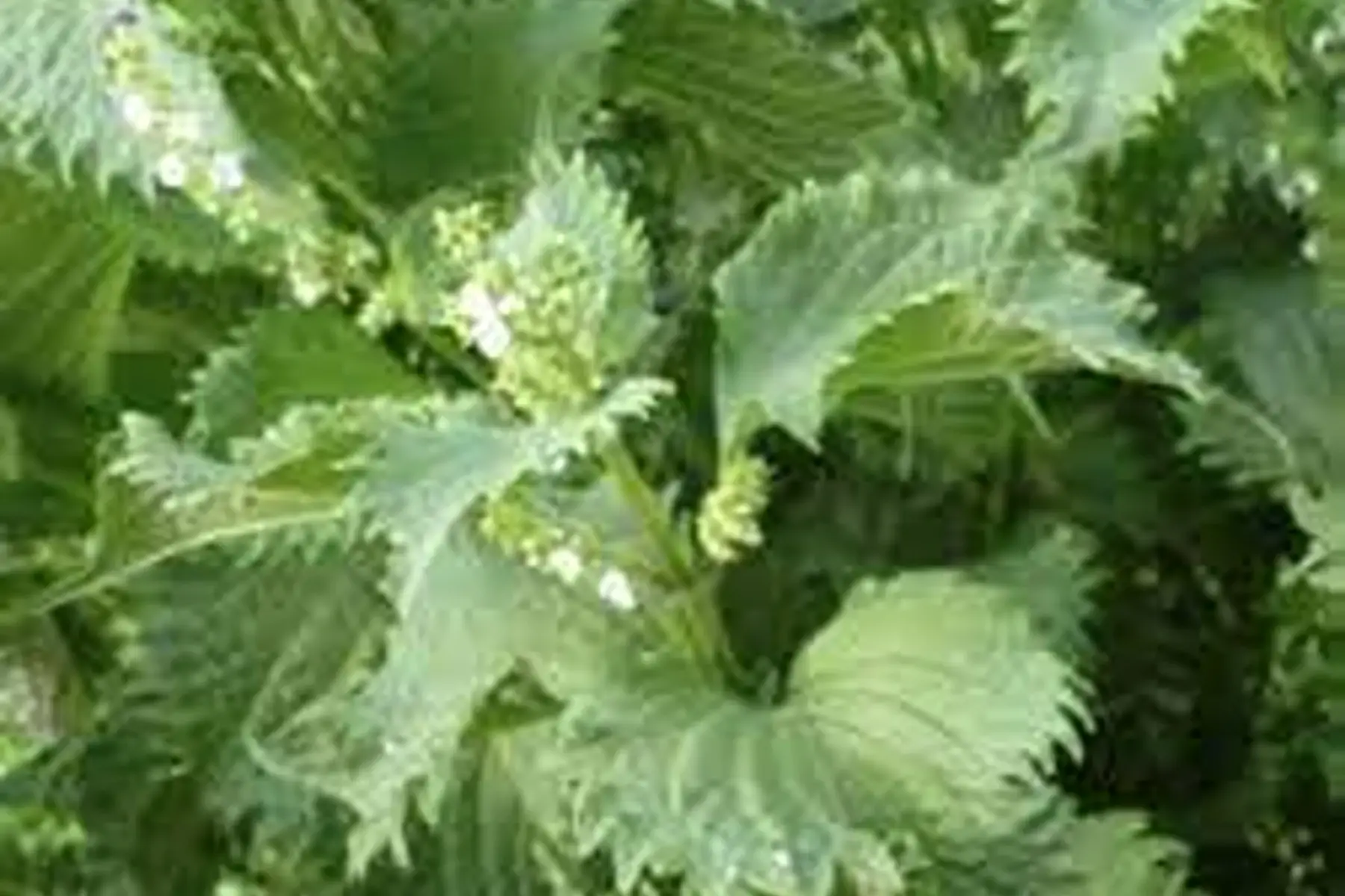 shizo vert (basilic japonais)