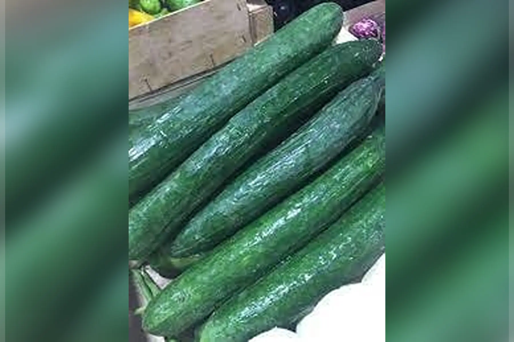 concombre long (non hybride)