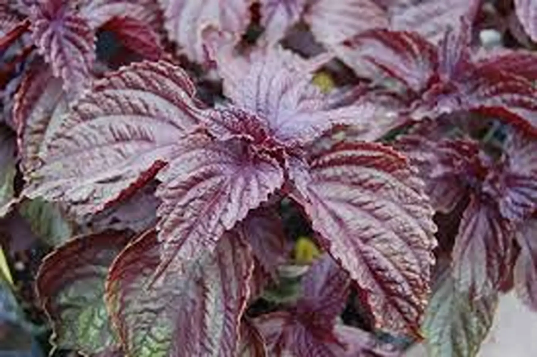 basilic japonais (shiso pourpre)