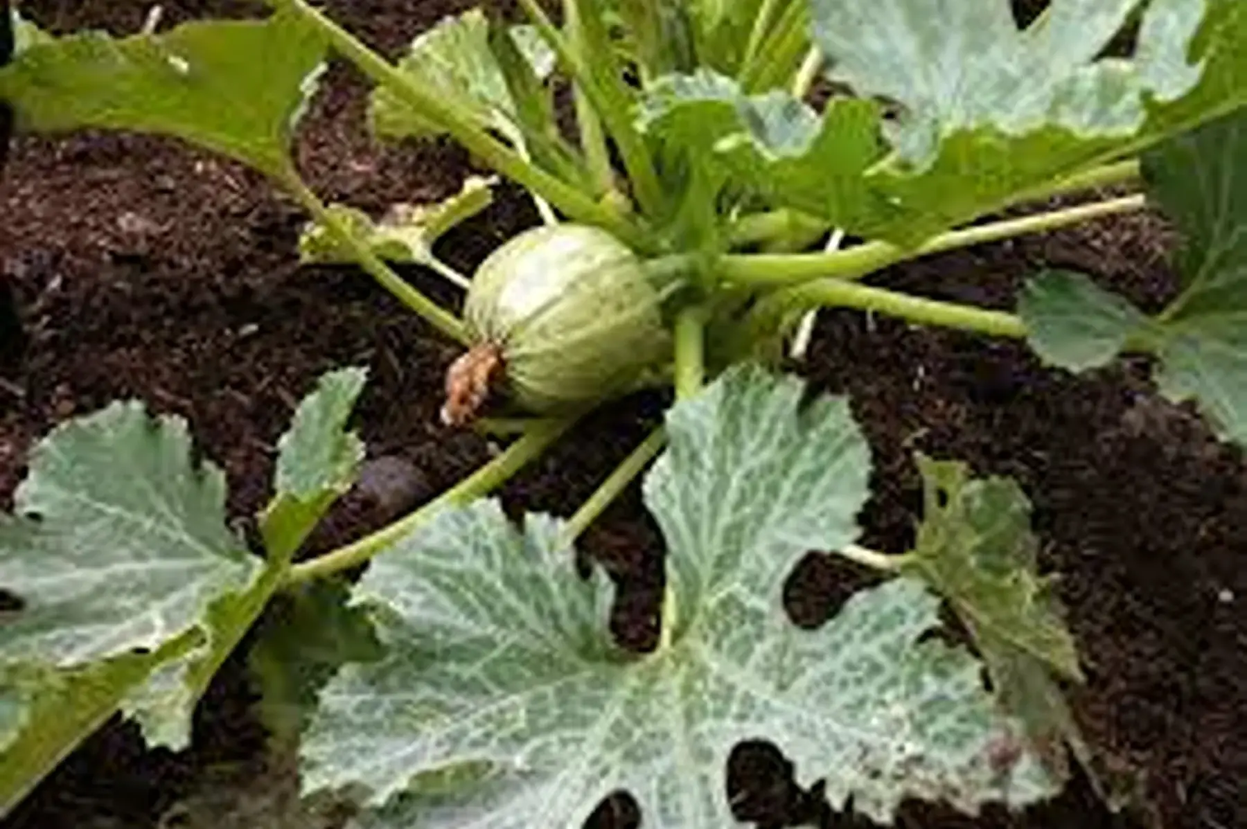 courgette ronde - variété ancienne