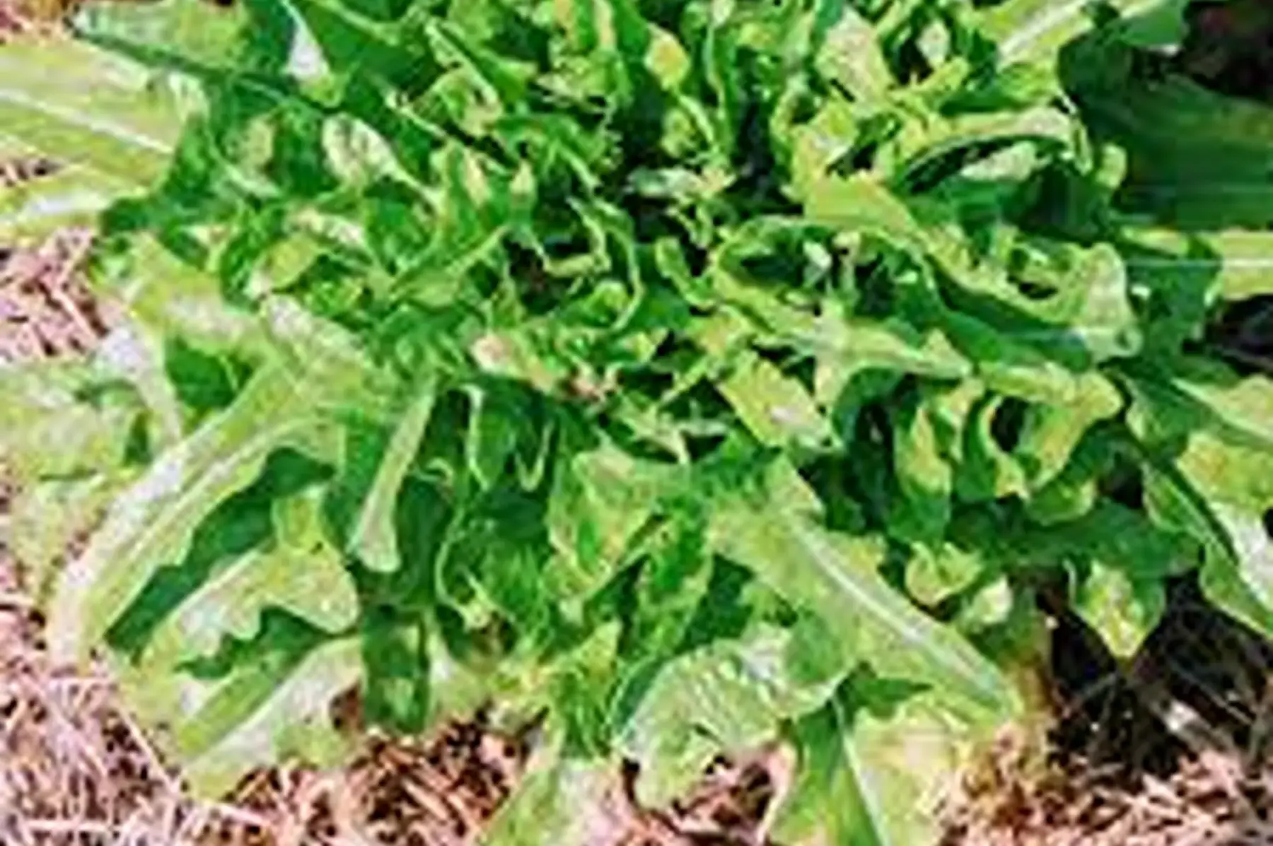 salade : cressonnette du maroc