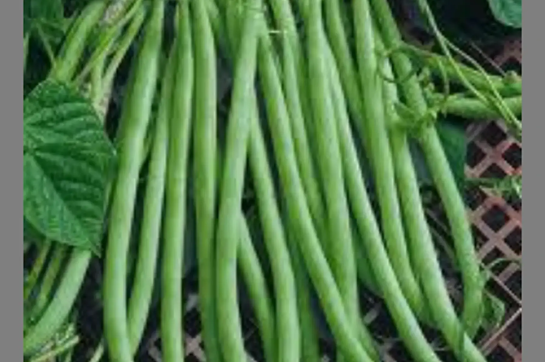 haricots verts