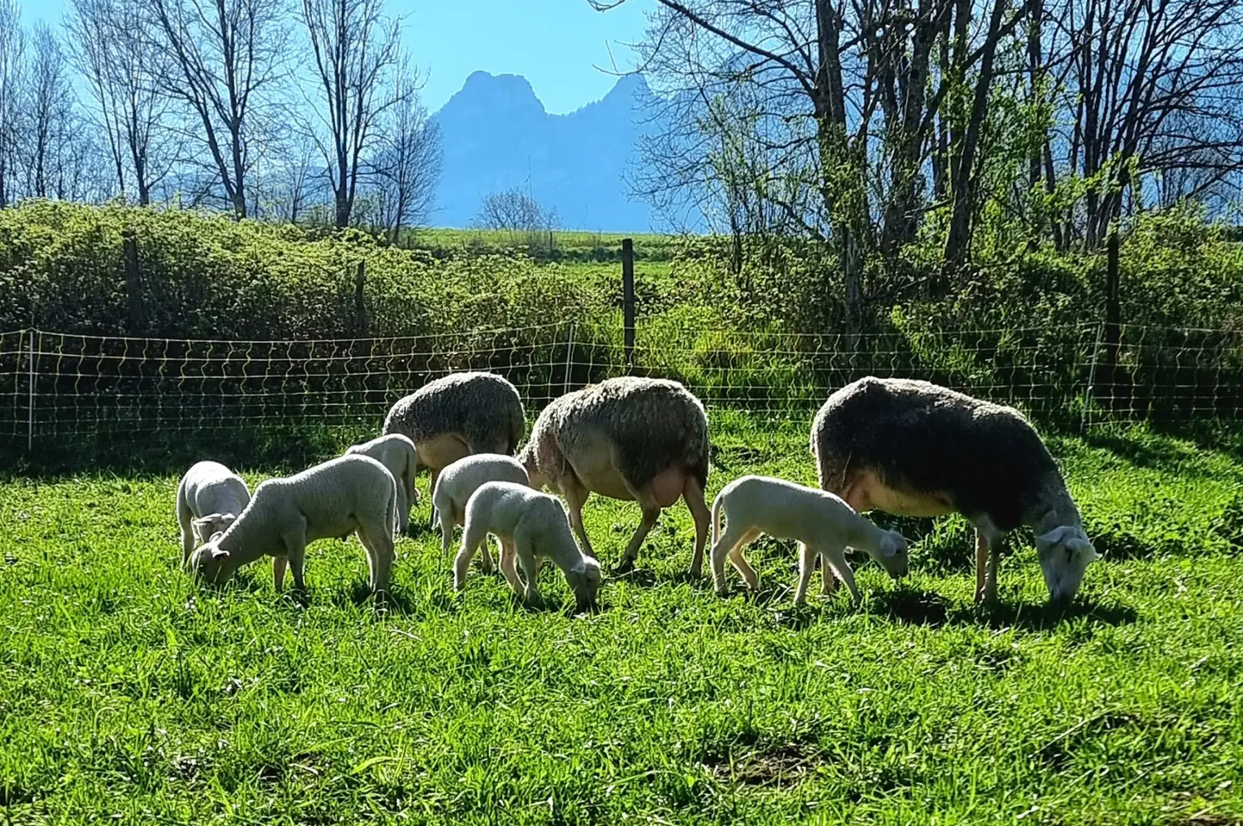 Bergerie Le Petit Blanc