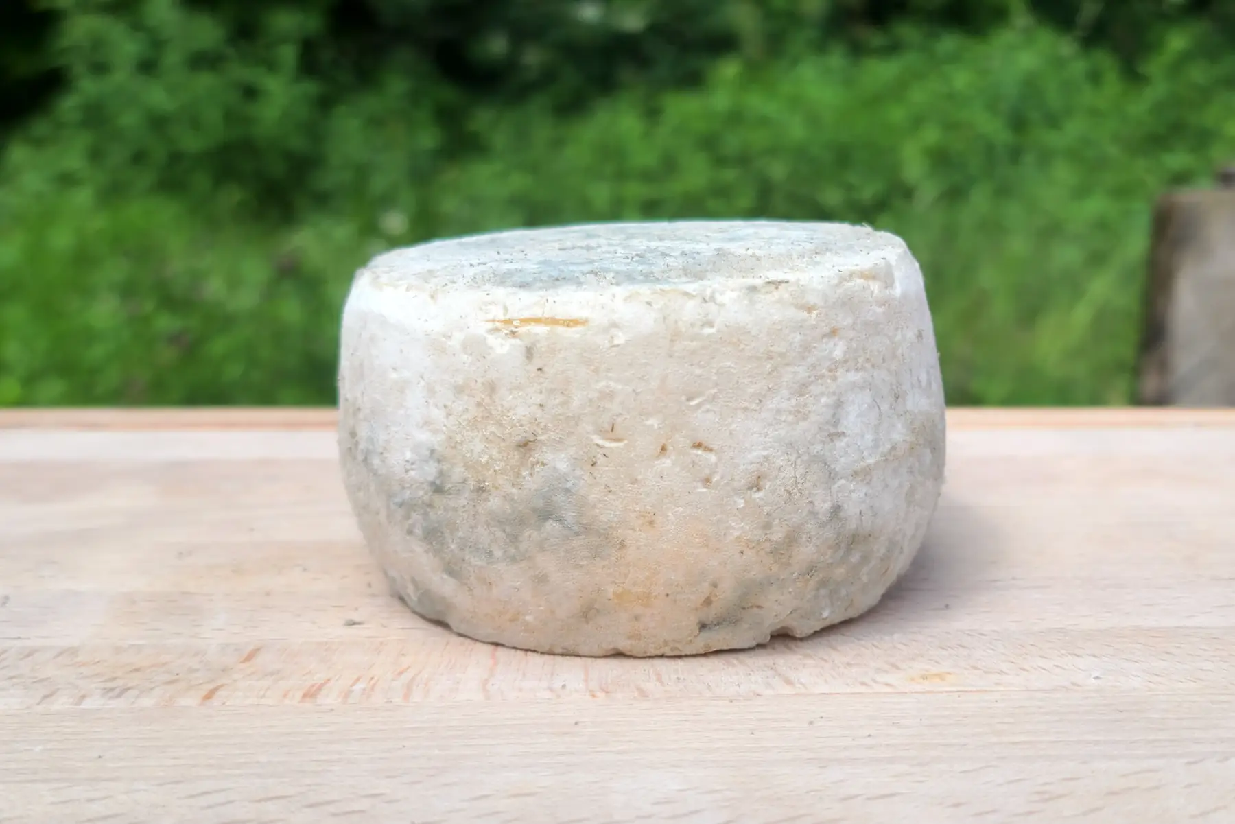la tomme de lierre