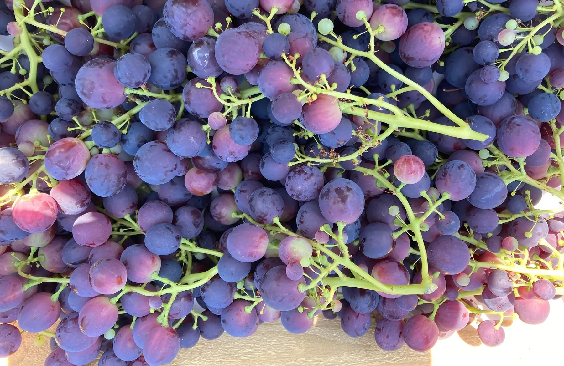 raisin de table noir