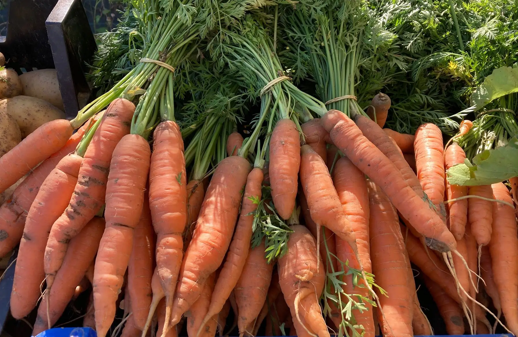 carotte primeur