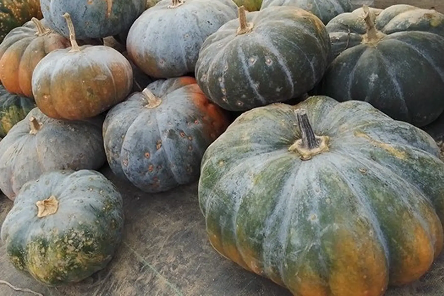 courge musquée de provence
