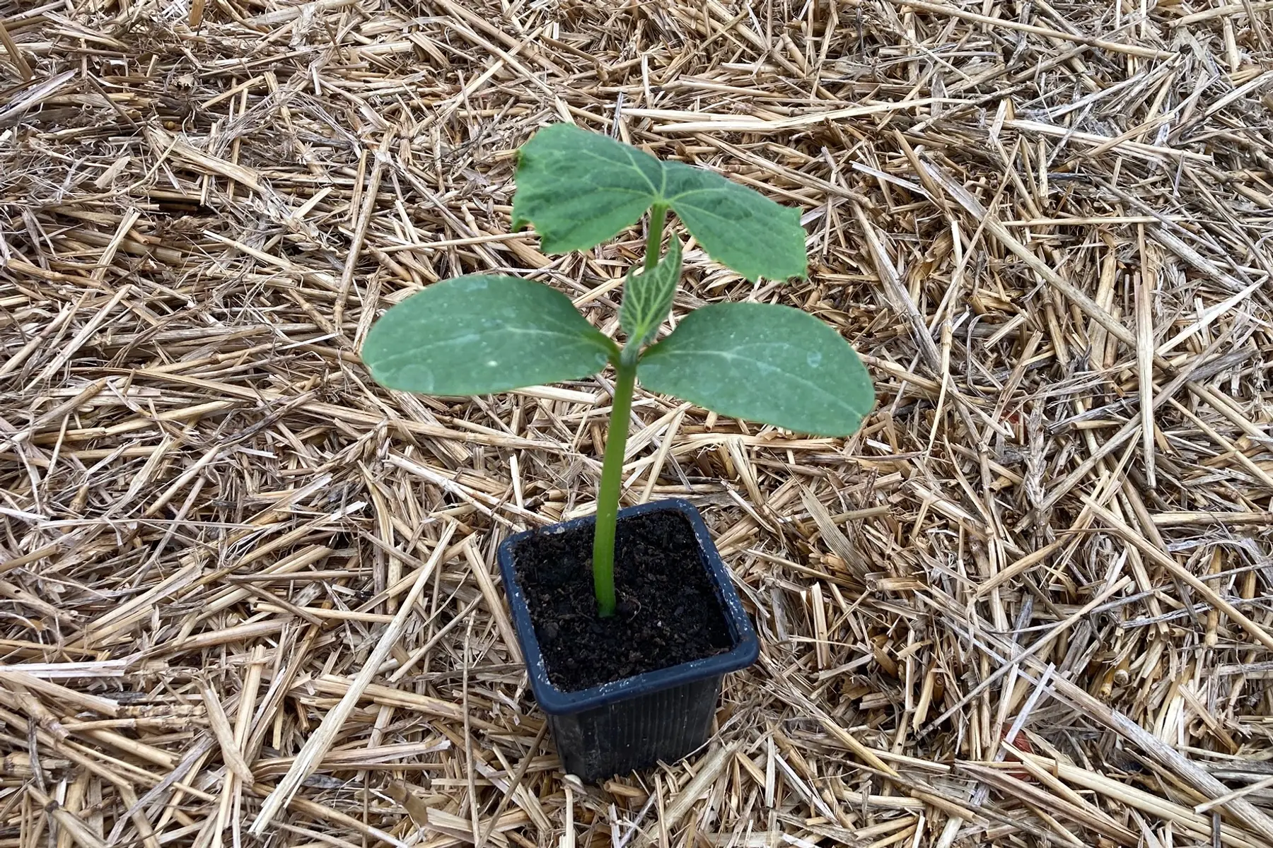 plant concombre vert long maraîcher