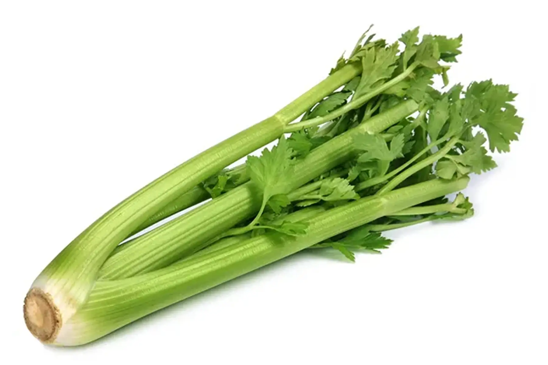 céleri branche