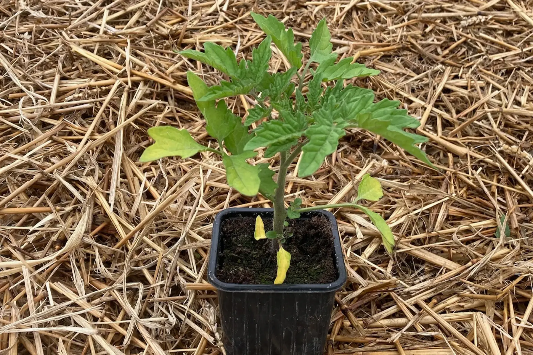 plant tomate cerise clémentine