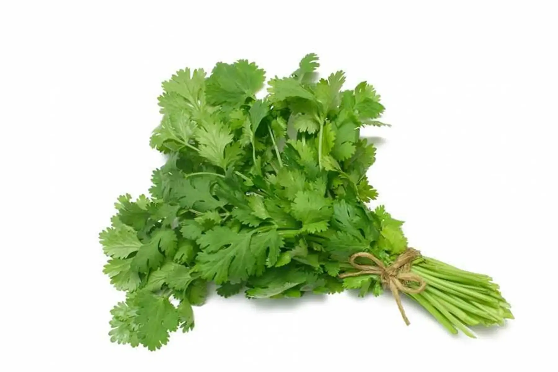 coriandre