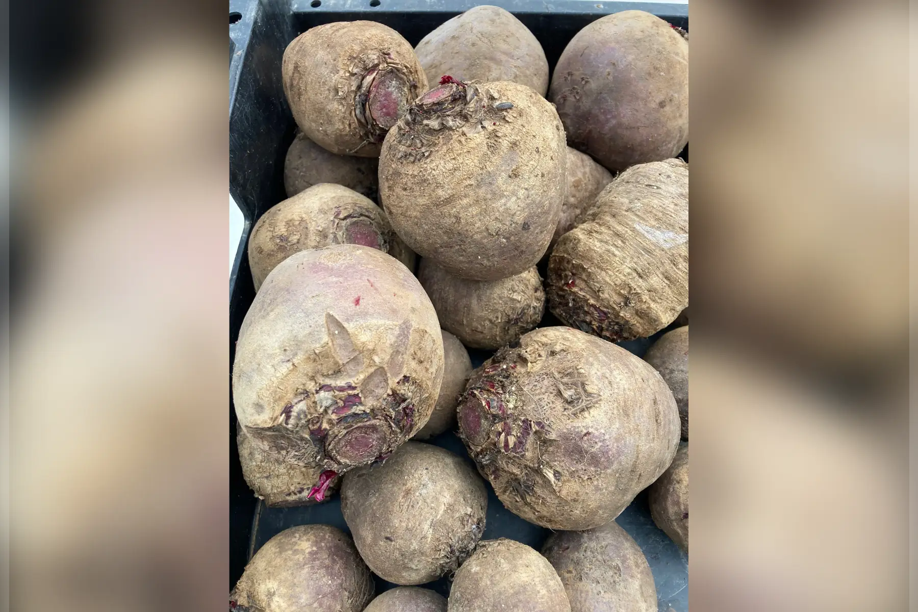 betterave ronde robuschka