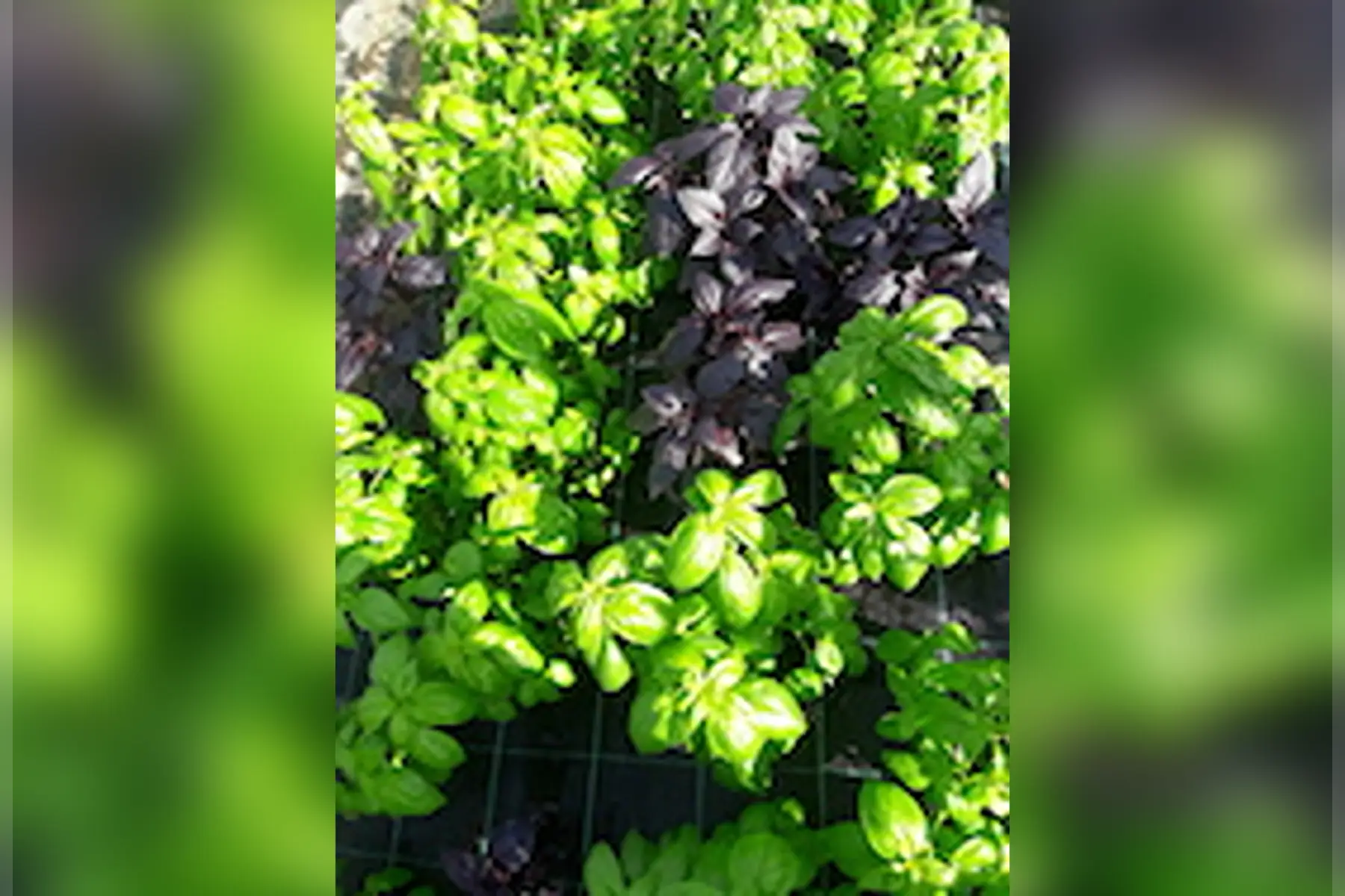 berangere cambianica