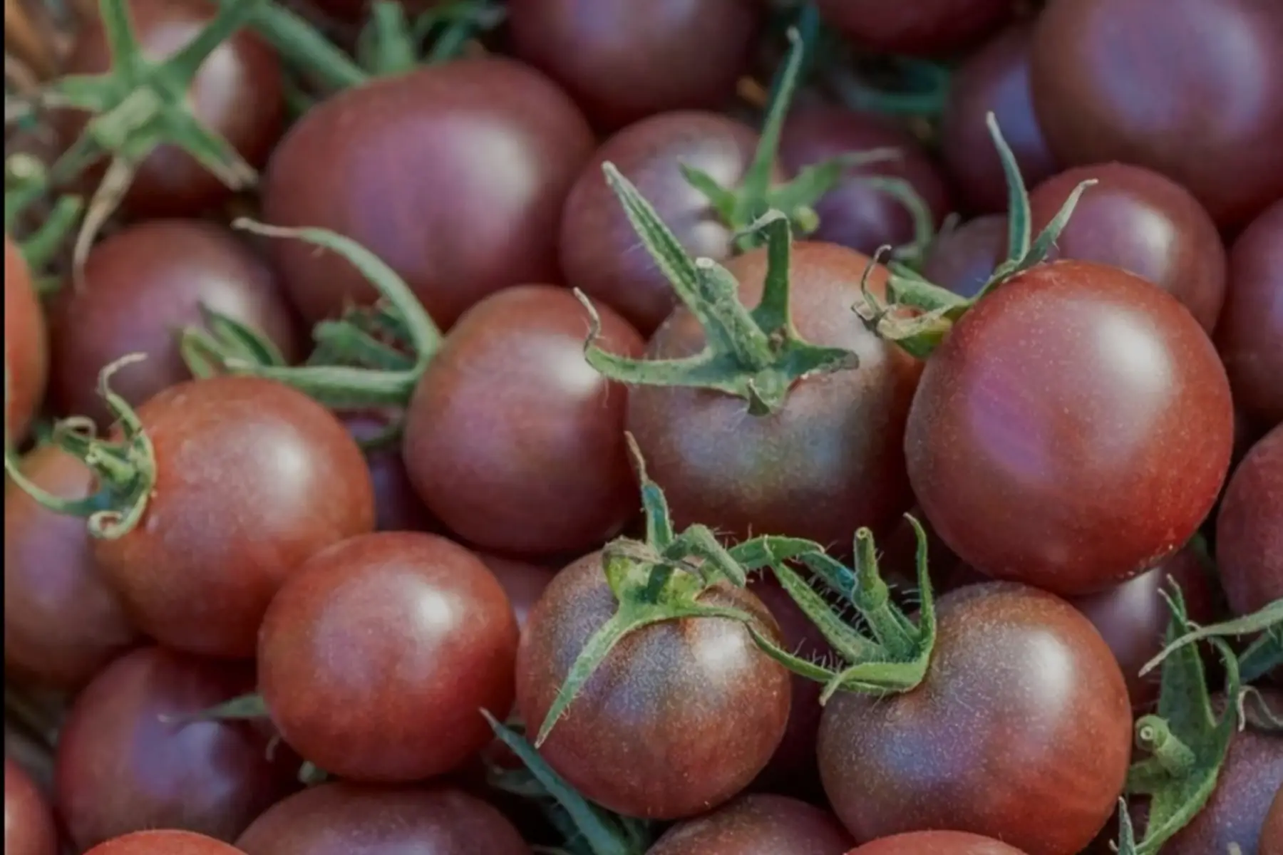 Barquettes tomates cerises noires 500g