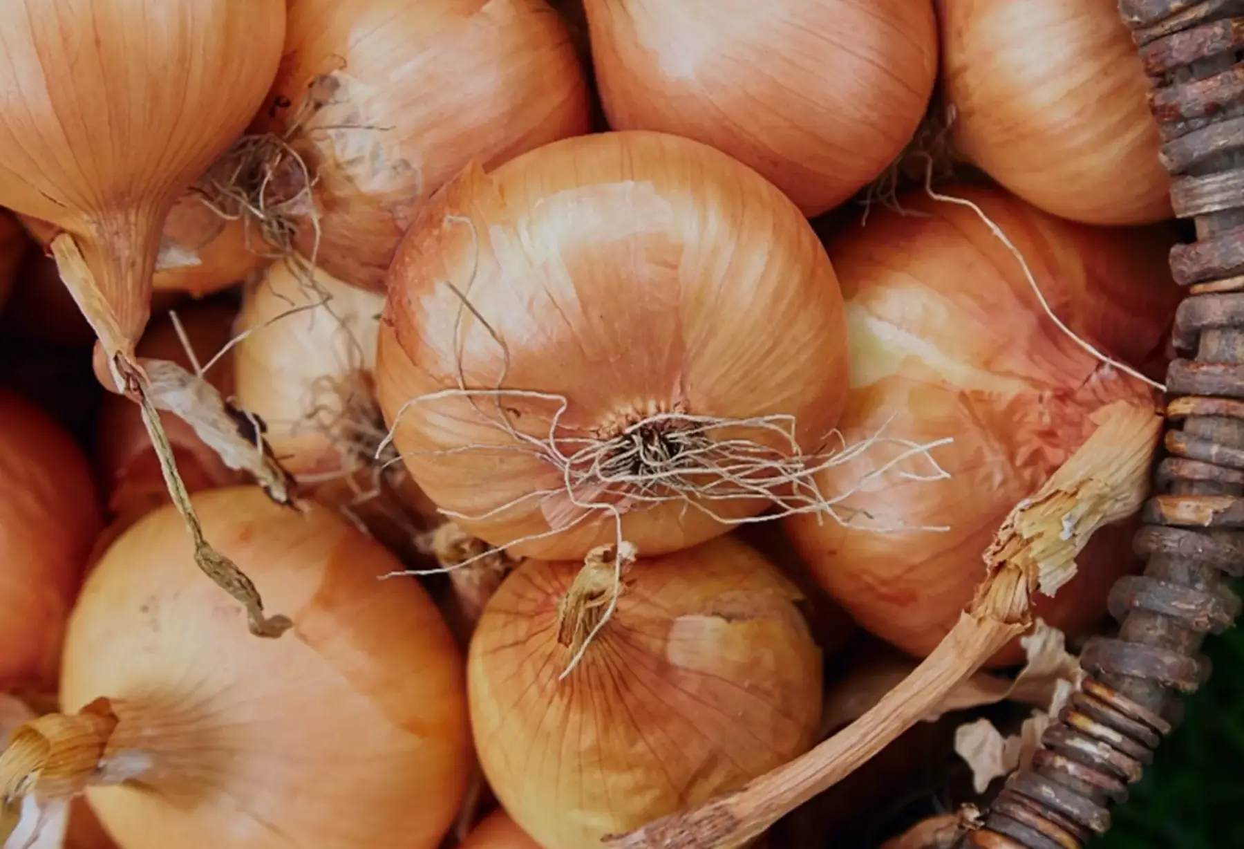 Oignons vrac