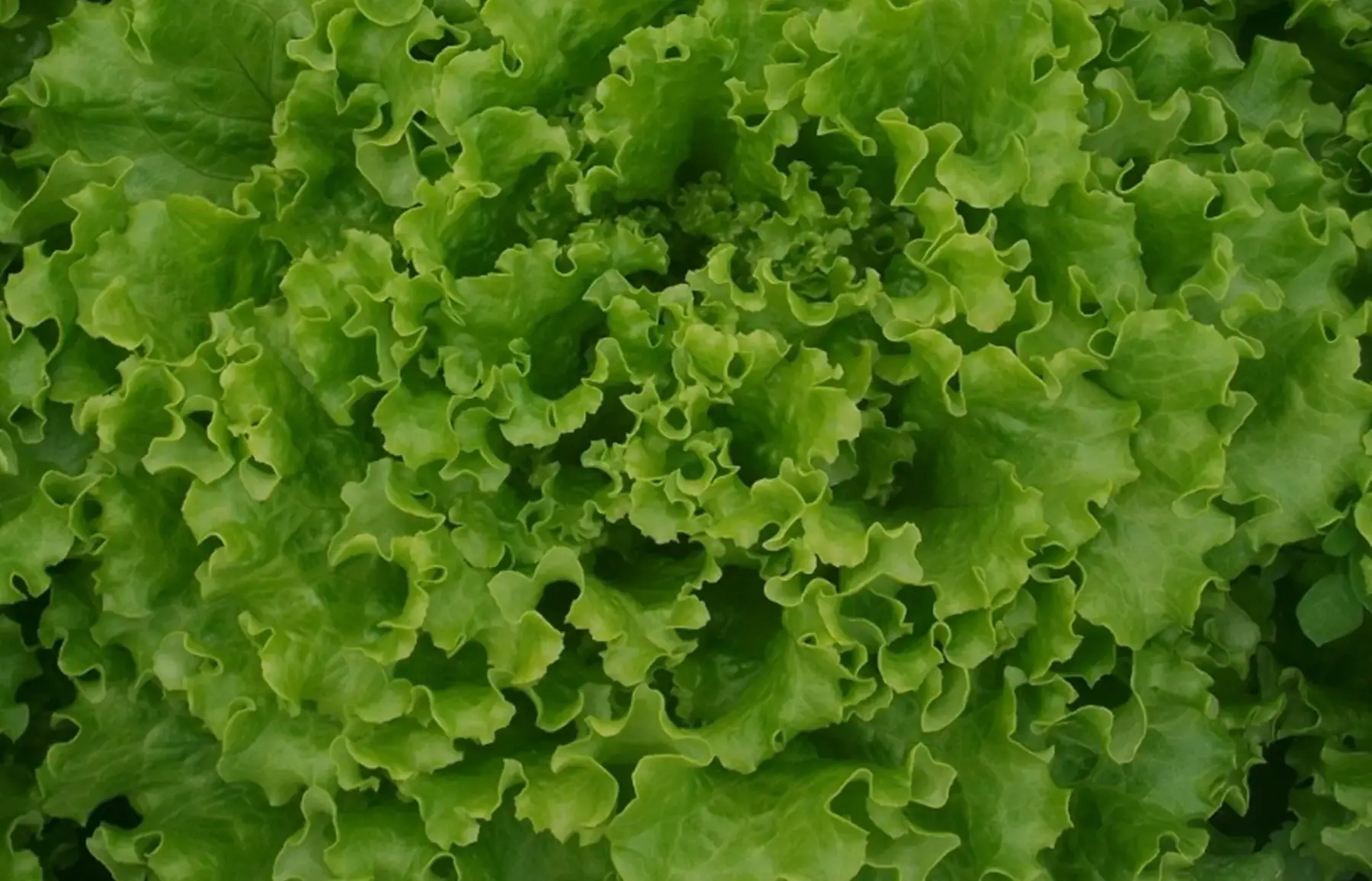 Laitue Batavia blonde