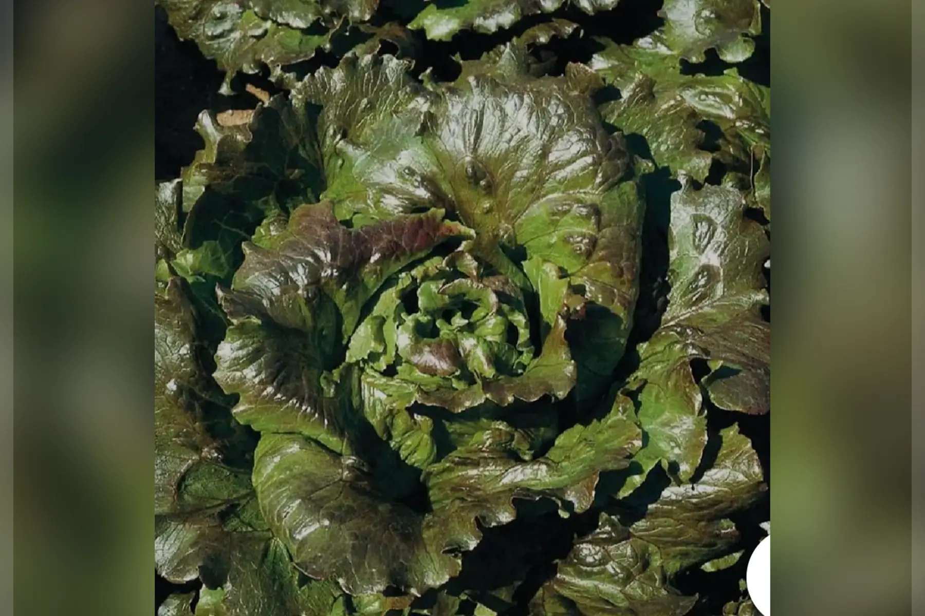 Laitue Batavia Brune