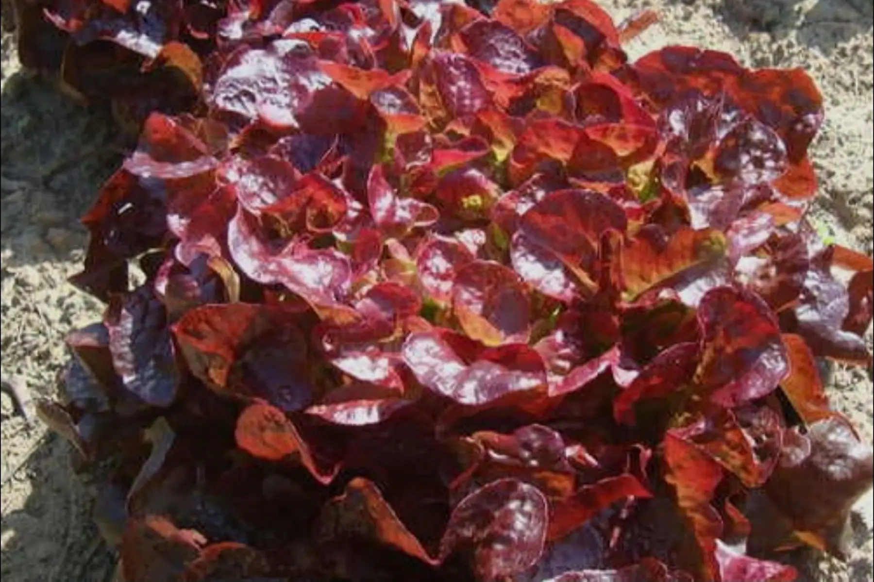 Laitue Feuille de chêne rouge