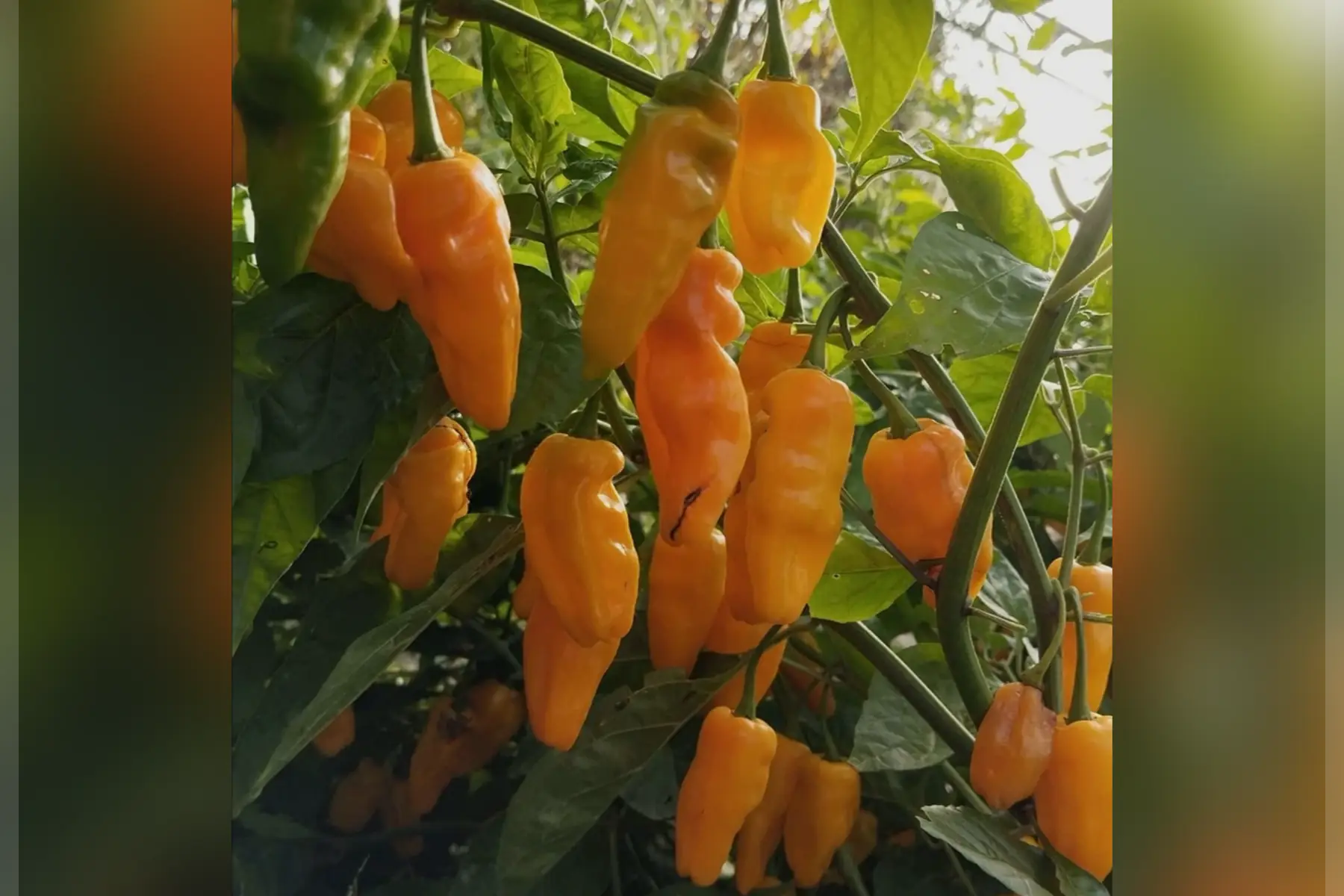 Piment habanero orange