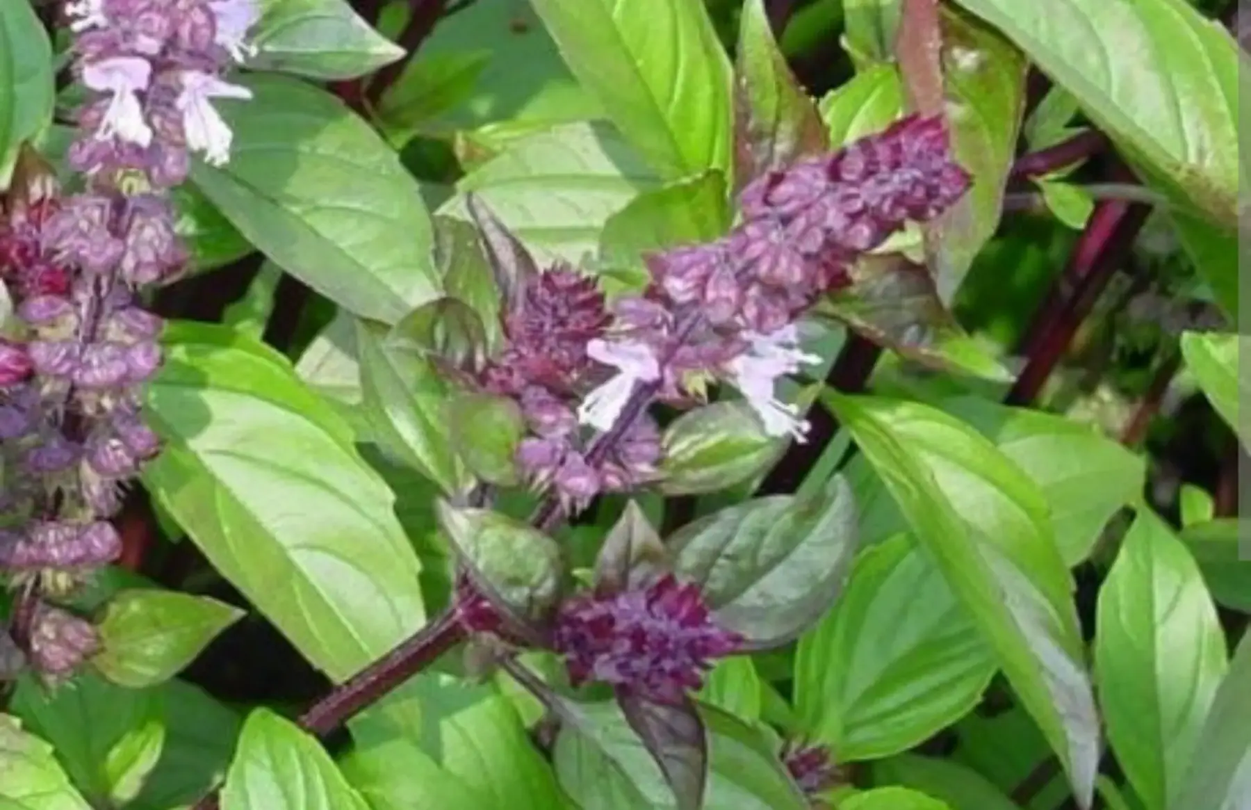 Bouquet de Basilic cannelle