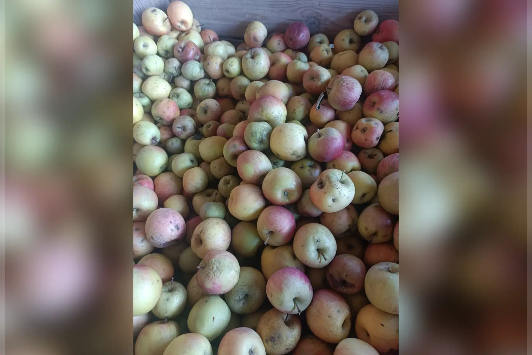 pommes pour animaux 15 kgs env