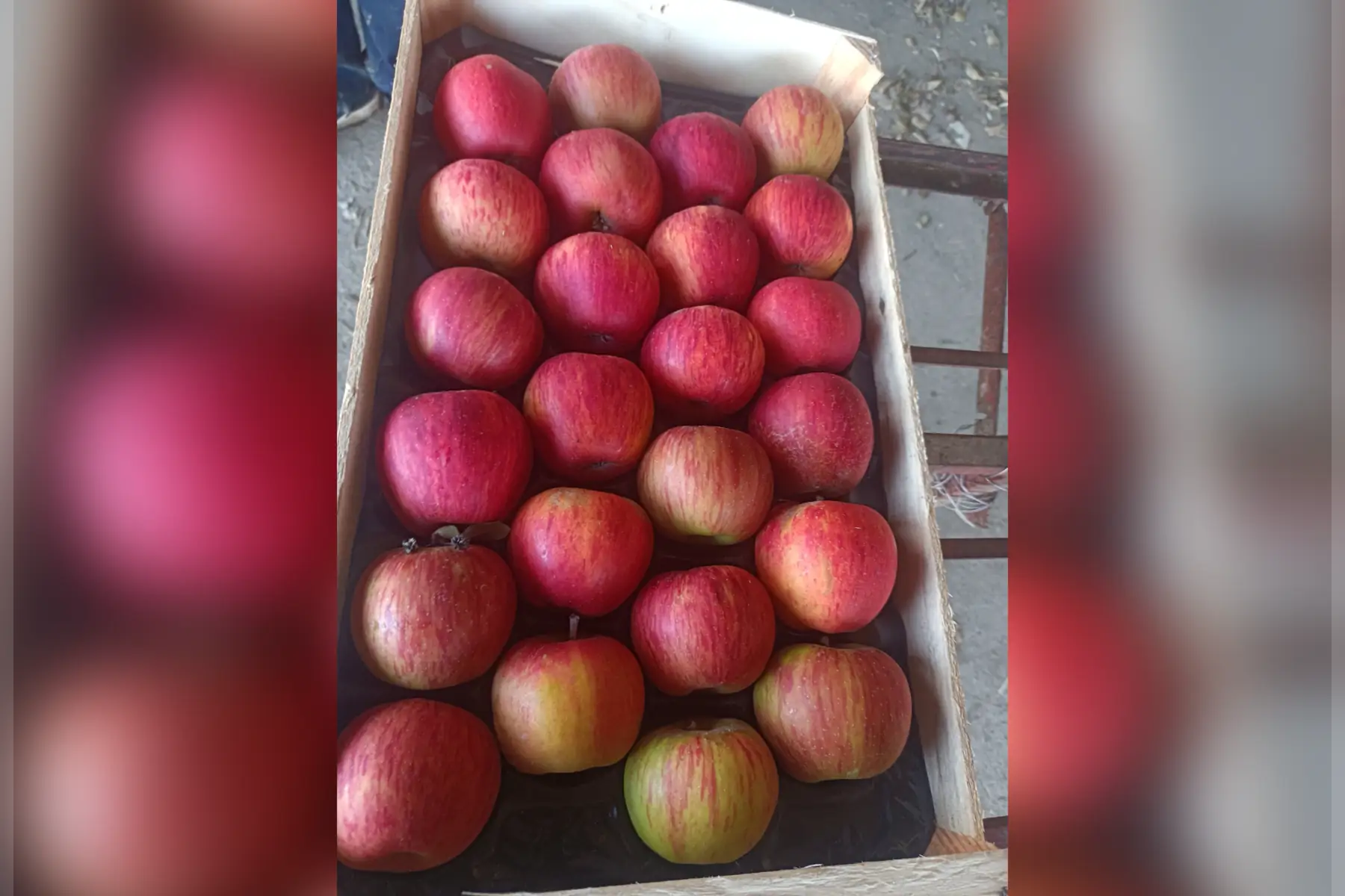 Plateau Reine des Reinettes sans traitement tavelure