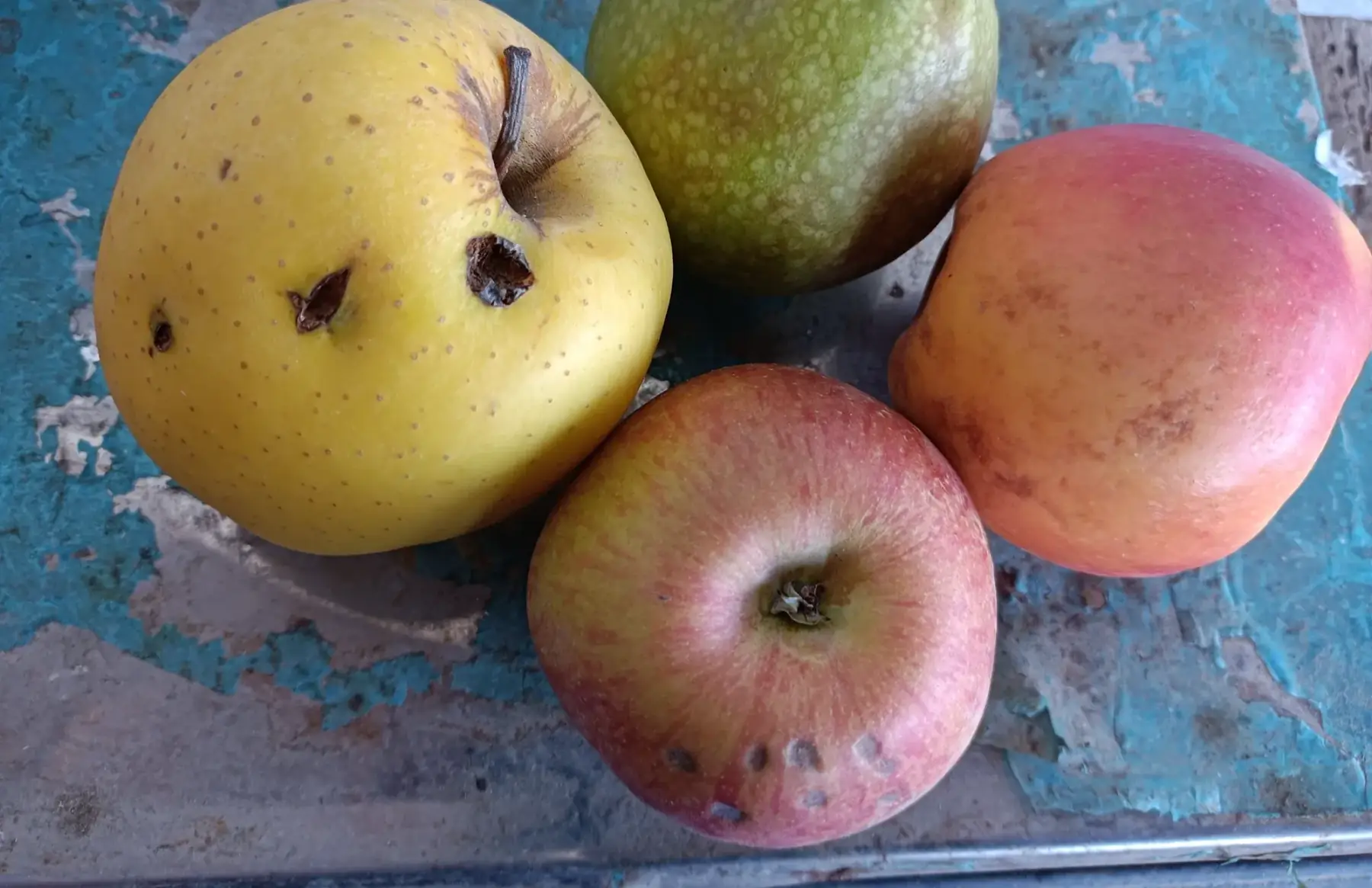 pommes "moches" variées 2nd choix au kg