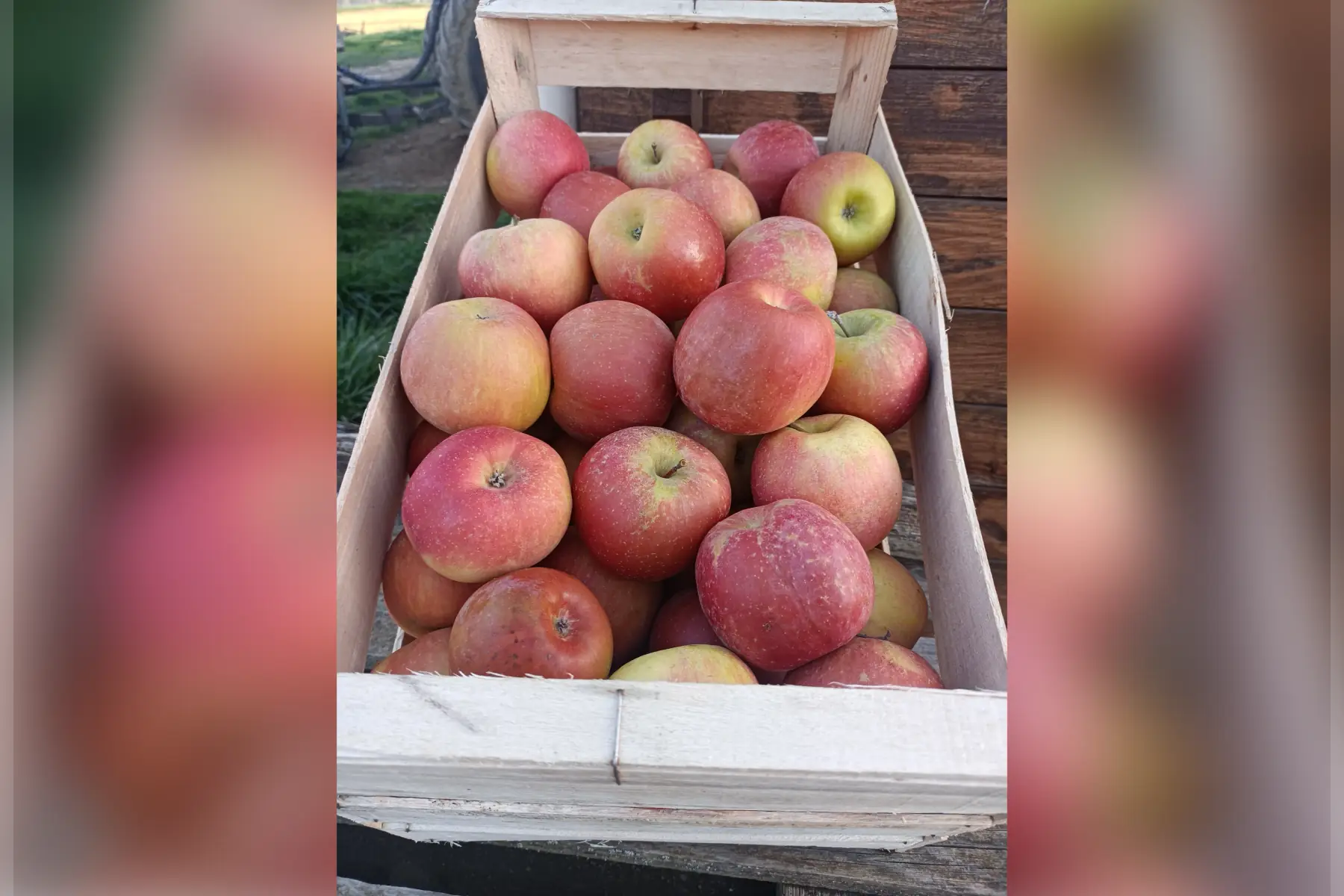 caisse 15 kgs fujis gros calibre