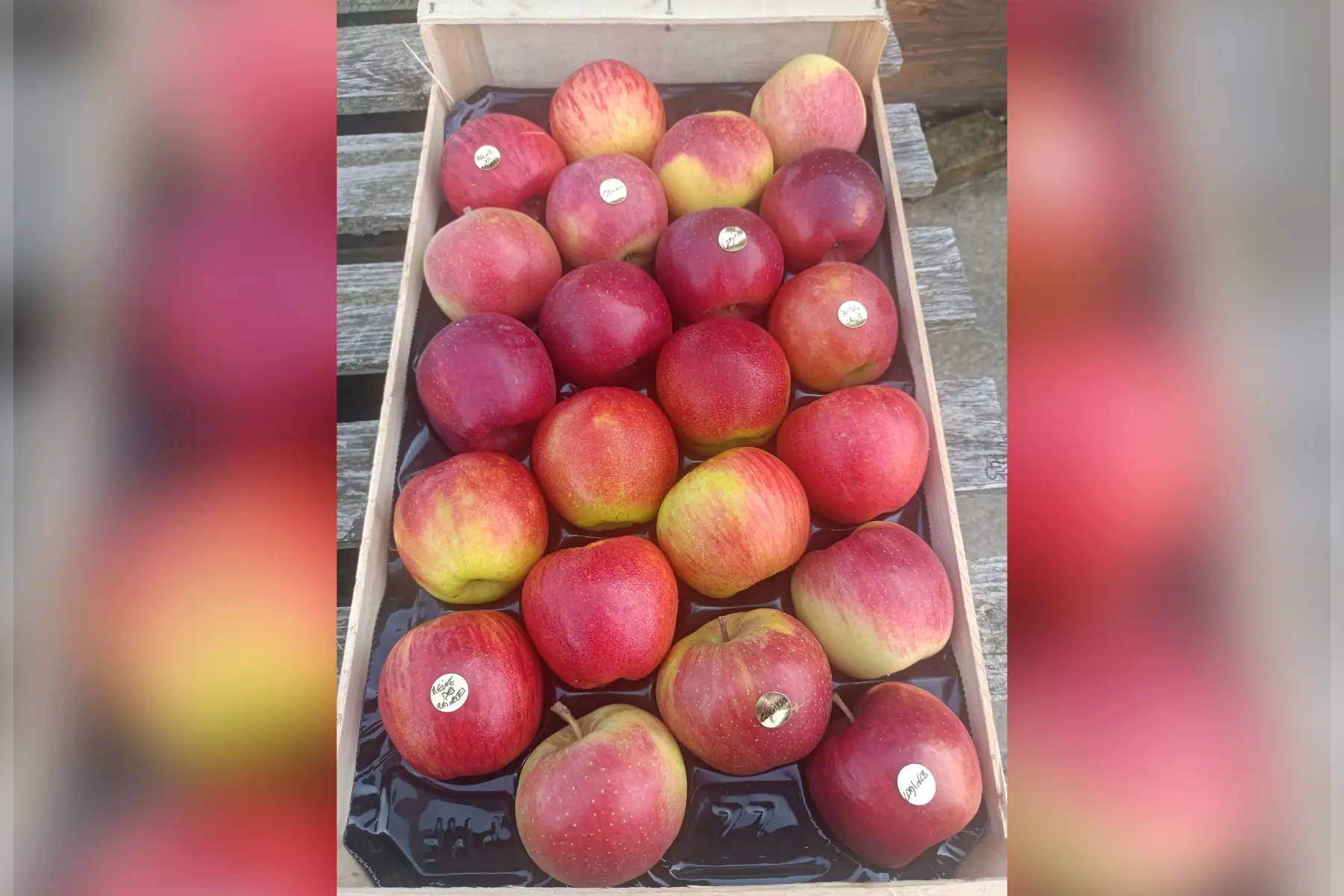 Plateau dégustation pommes sans traitement tavelure